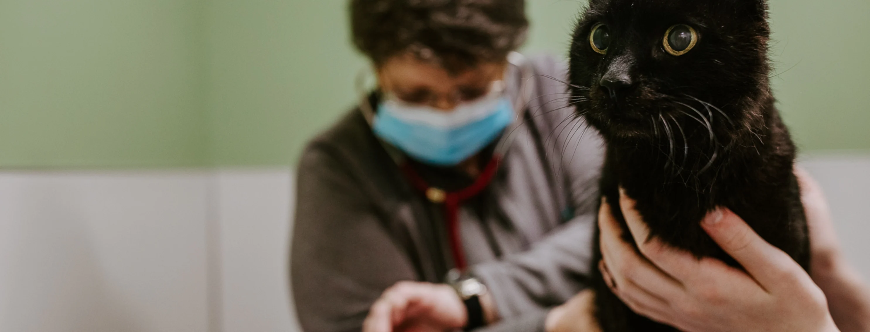 Vet checking cat heart rate