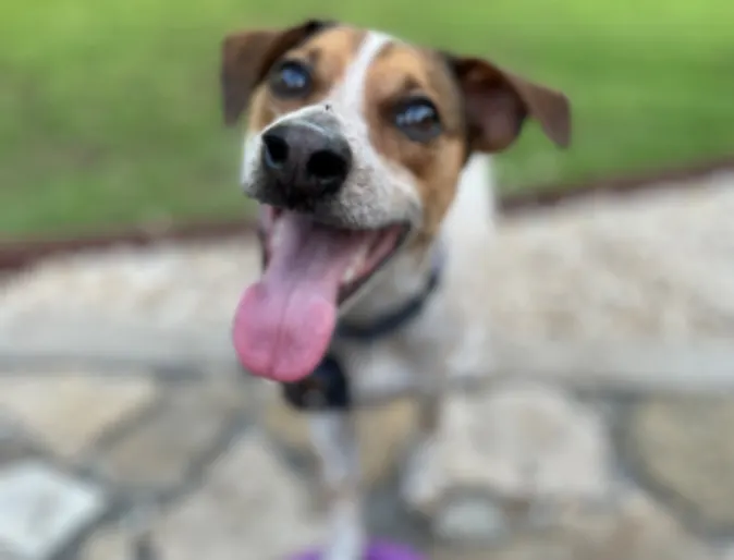Close Up of Dog Looking at Camera at Roanoke Animal Hospital TX Close Up of Dog Looking at Camera at Roanoke Animal Hospital TX