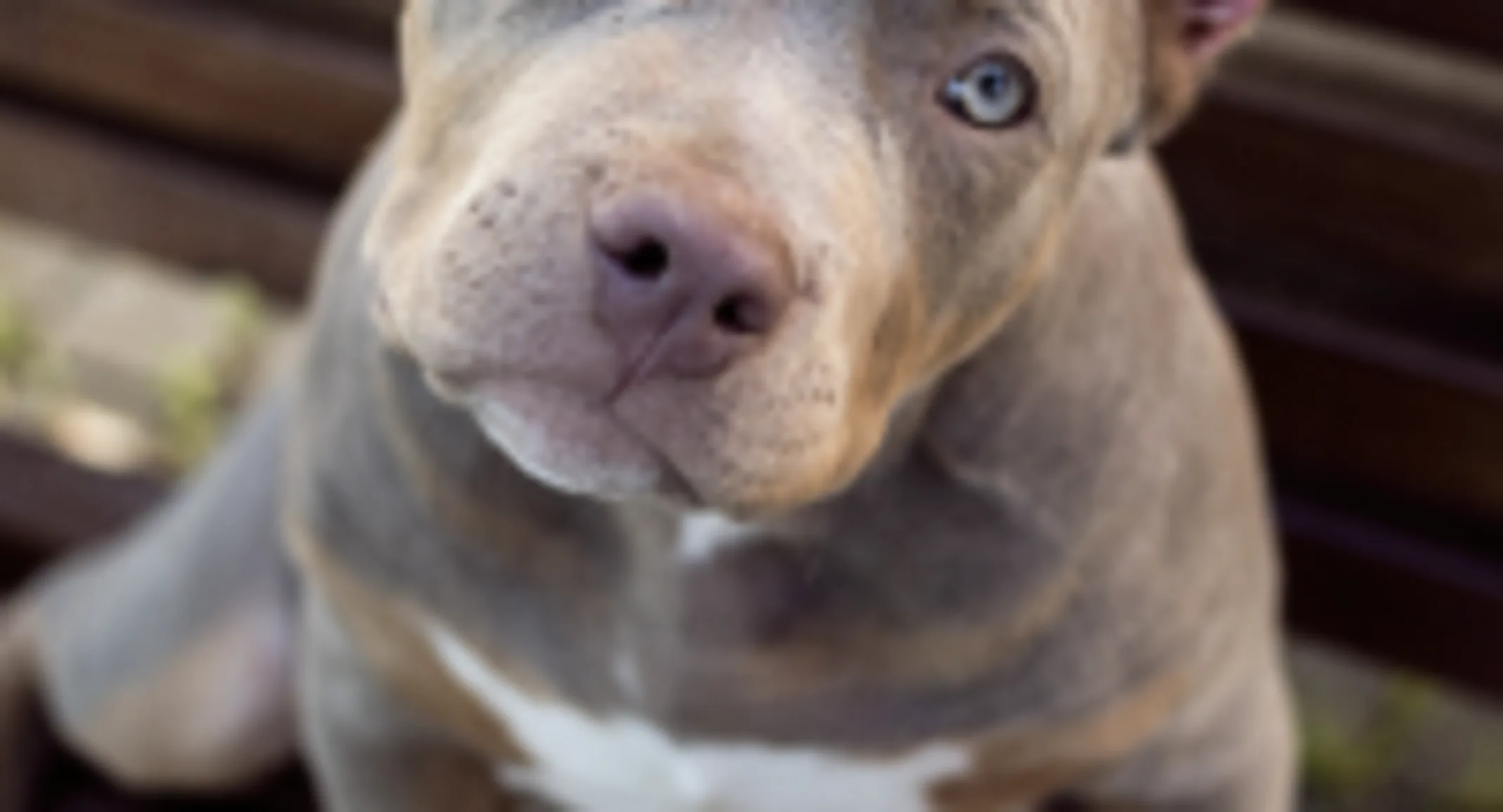 Dog sitting on a bench Dog sitting on a bench