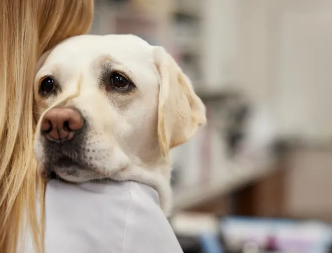Dogs being held, looking over shoulder of owner Dogs being held, looking over shoulder of owner