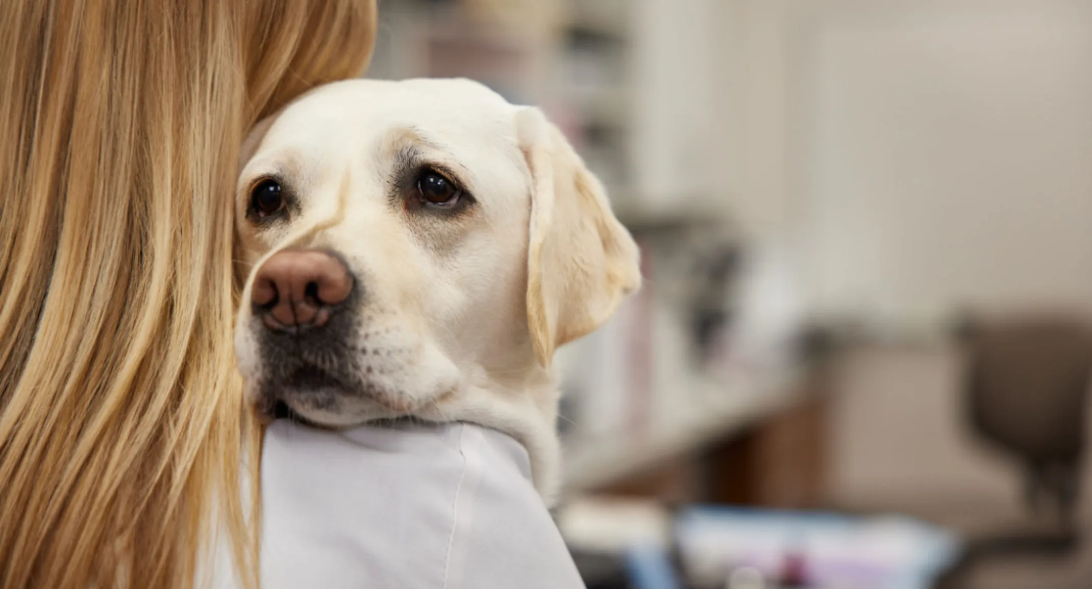 Dogs being held, looking over shoulder of owner Dogs being held, looking over shoulder of owner