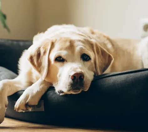 Dog laying down in bed