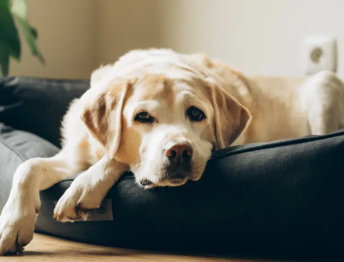 Dog laying down in bed