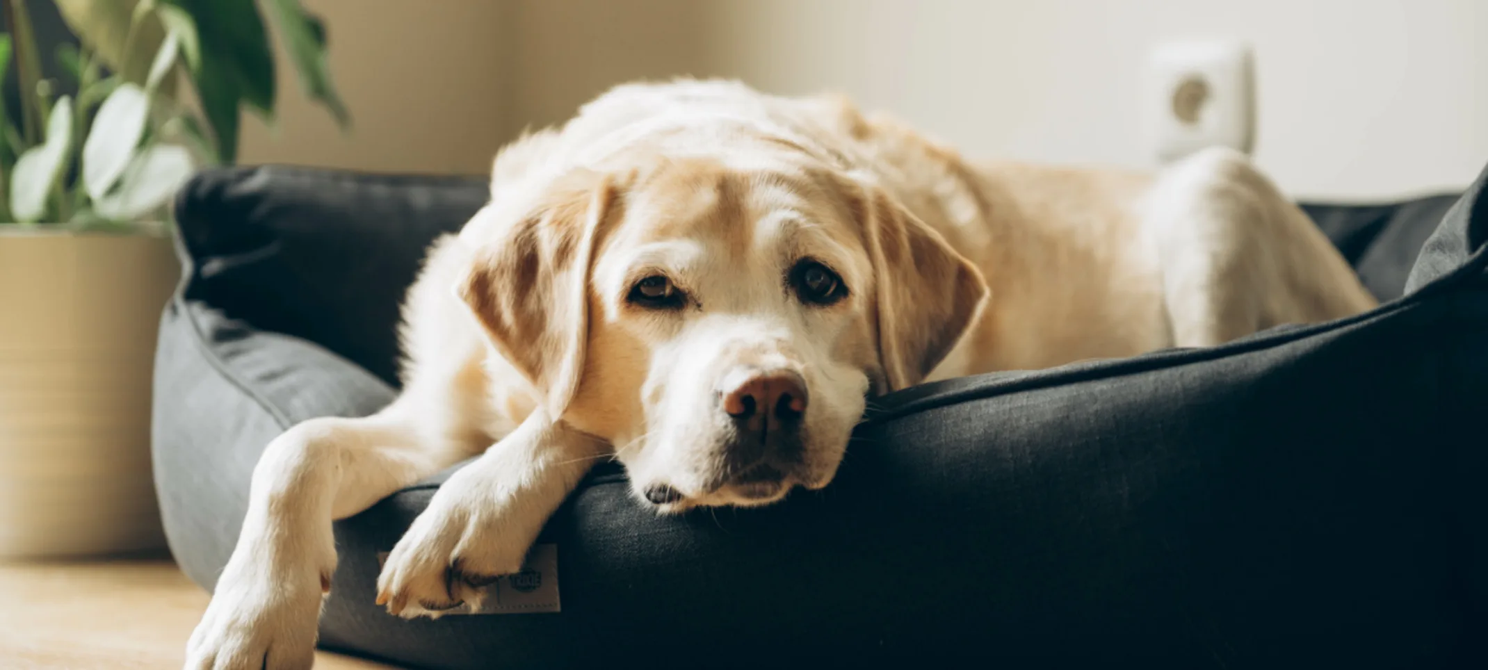 Dog laying down in bed