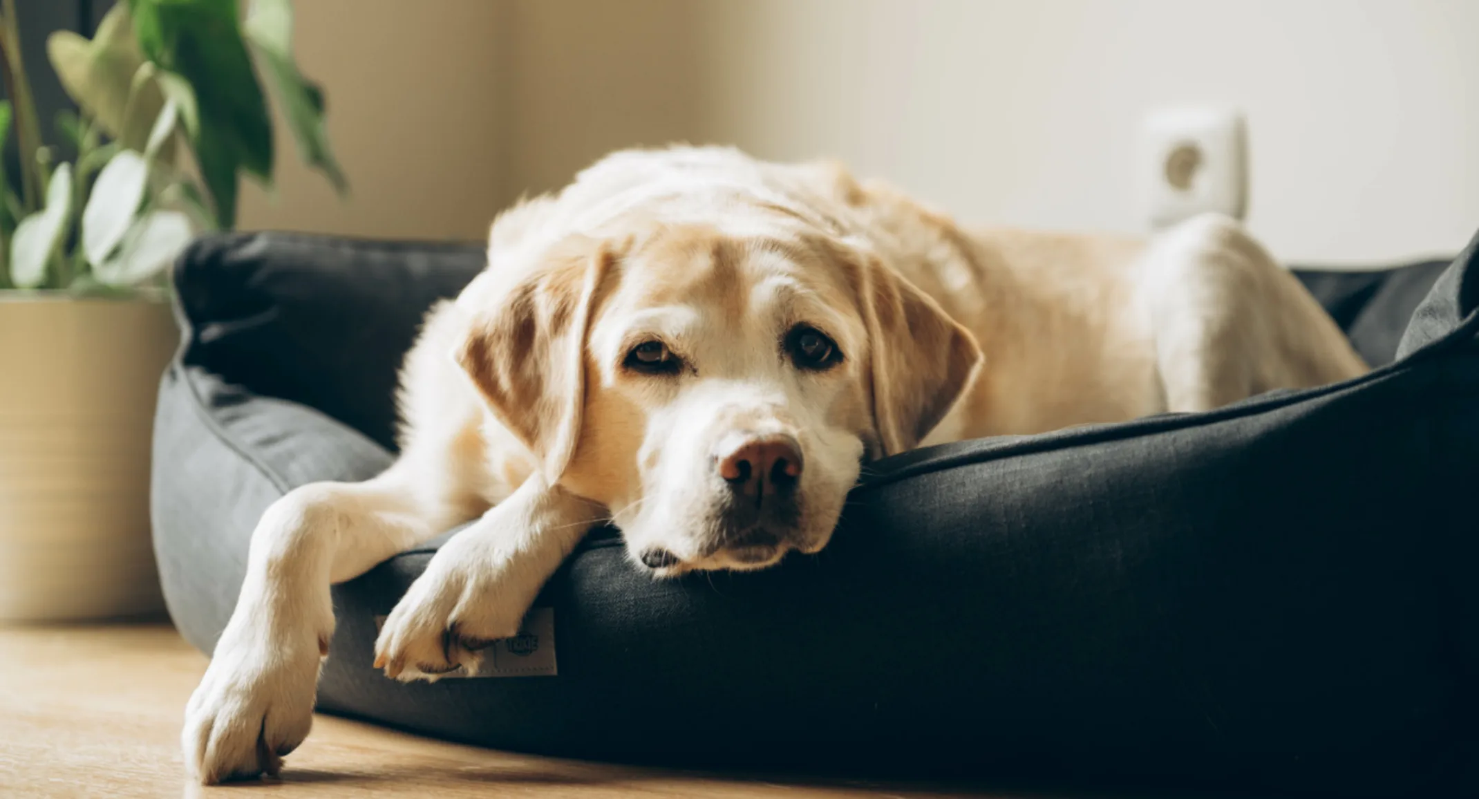 Dog laying down in bed