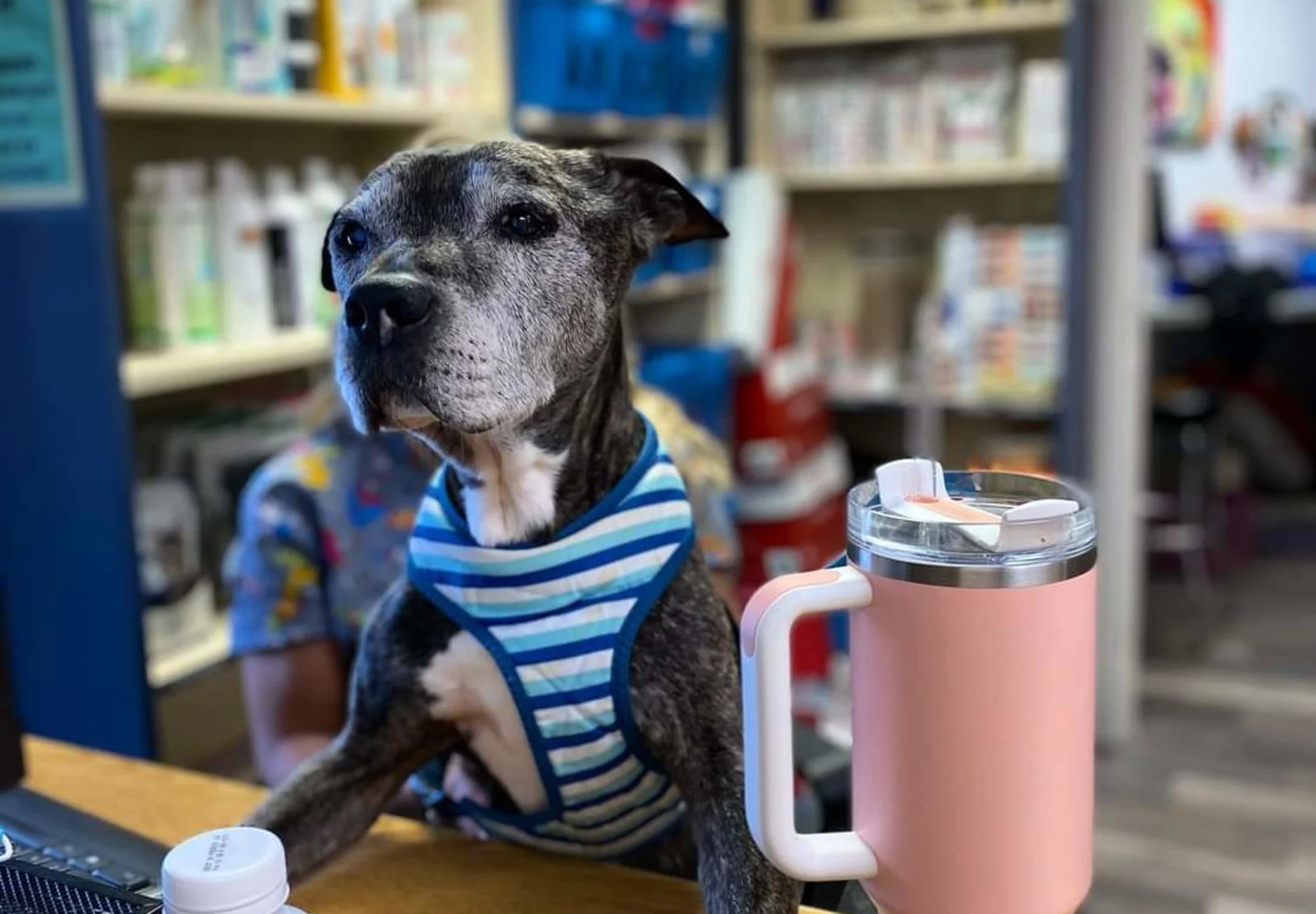 Senior dog at front desk, wearing harness