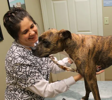 Dog being examined by a staff member Dog being examined by a staff member