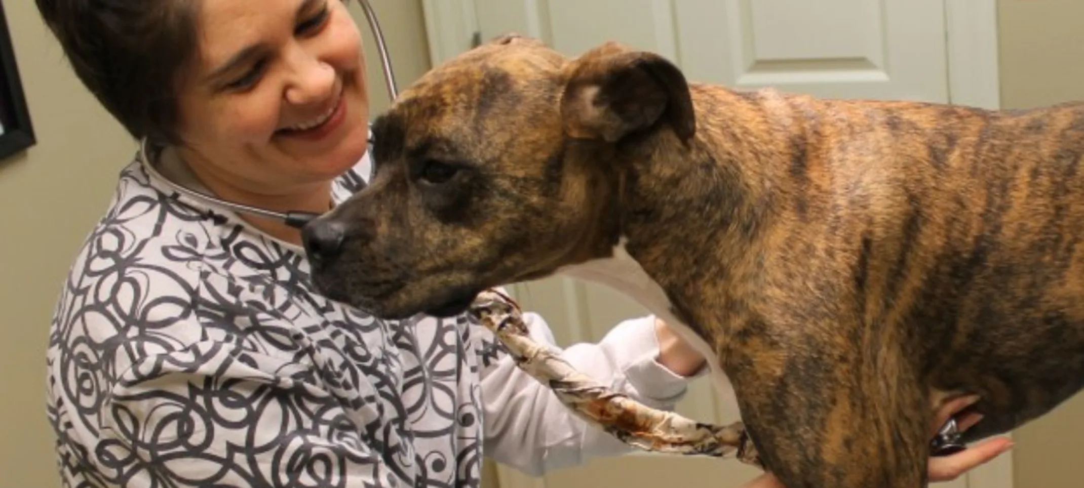 Dog being examined by a staff member Dog being examined by a staff member