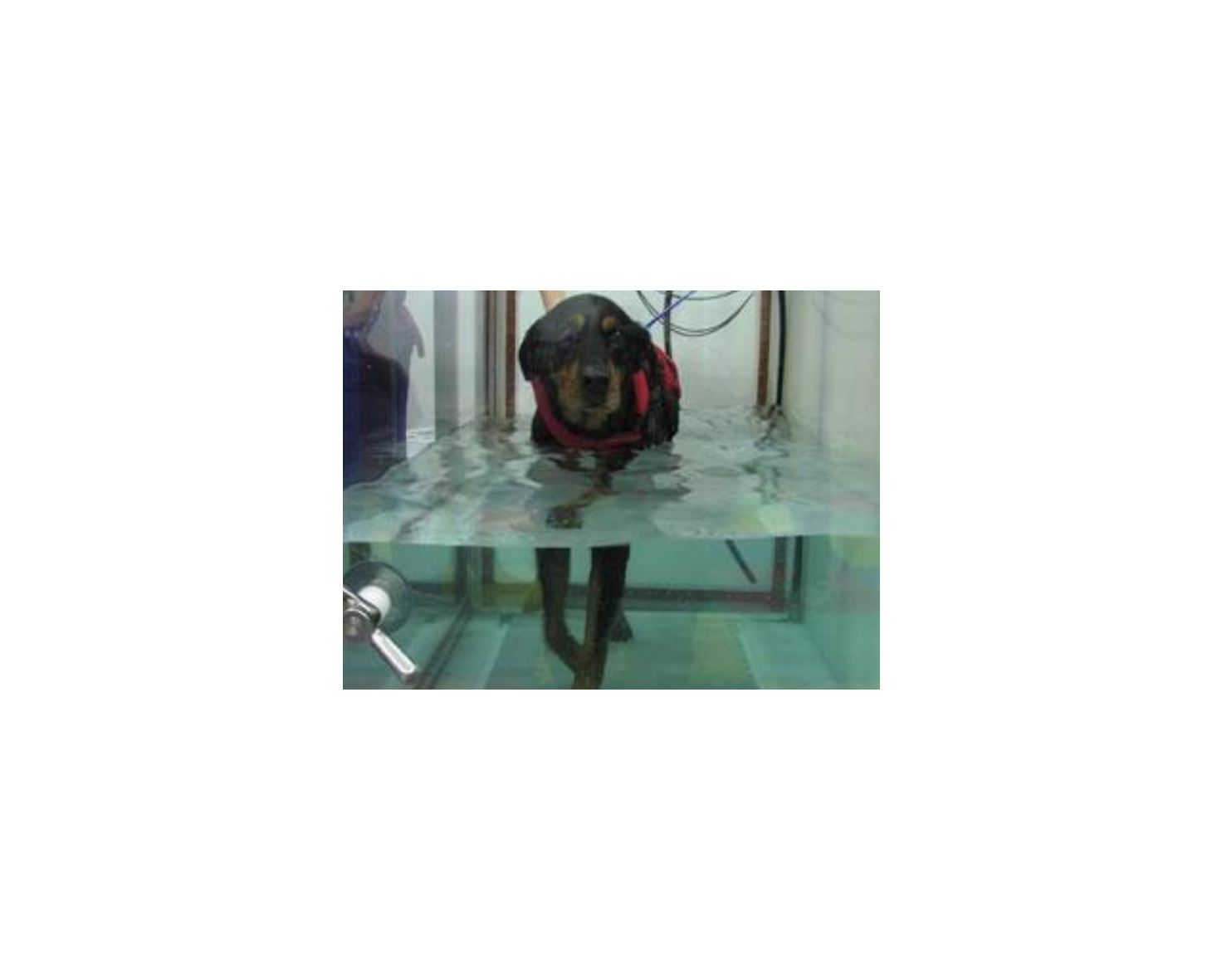 Dog with a life vest using an underwater treadmill