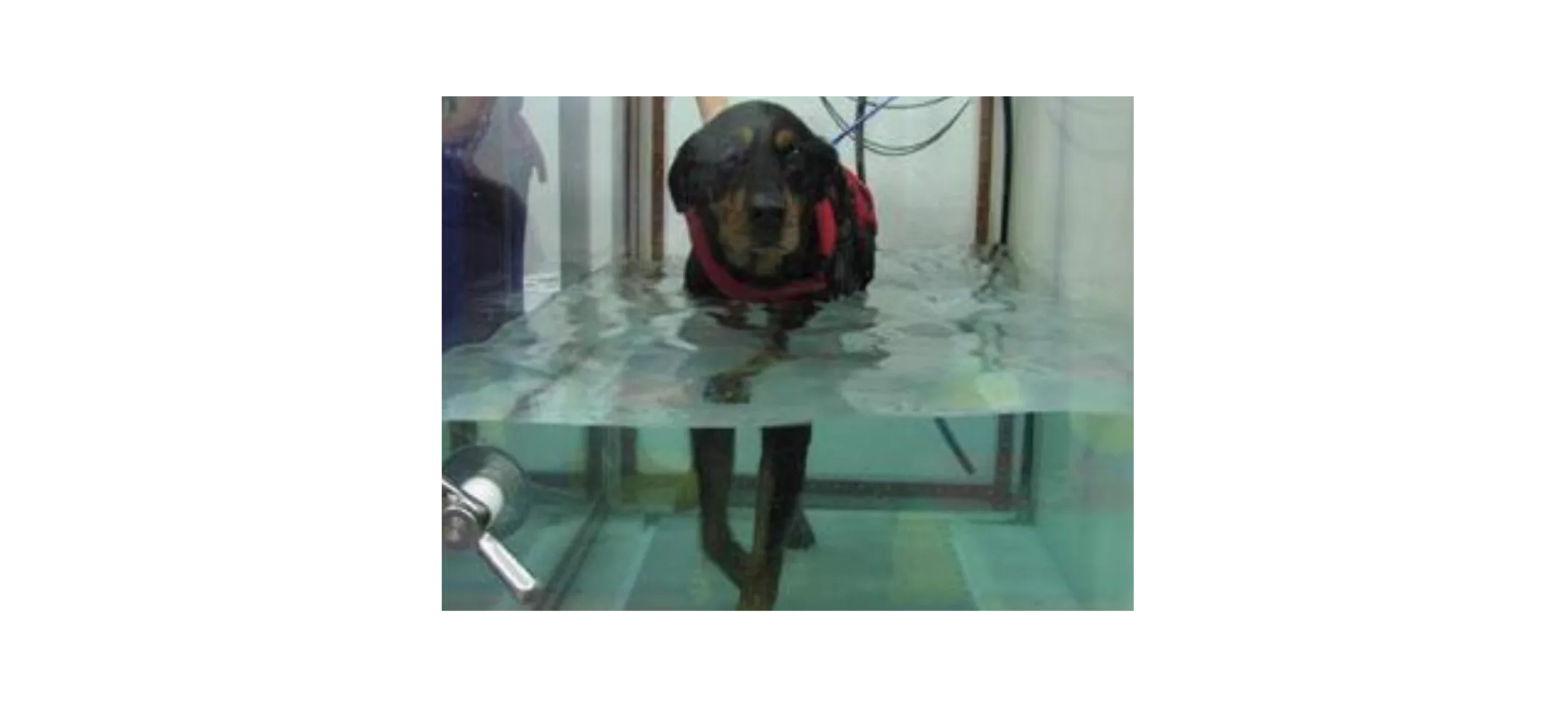 Dog with a life vest using an underwater treadmill Dog with a life vest using an underwater treadmill