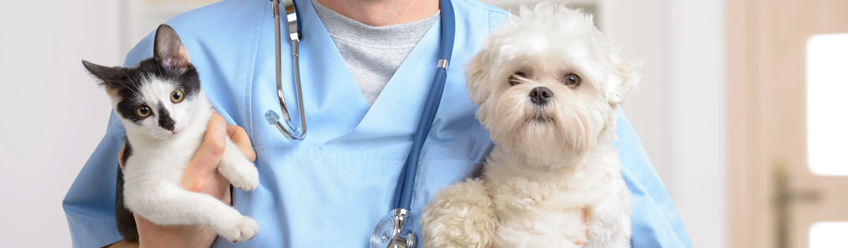 Veterinarian holds a kitten and puppy Veterinarian holds a kitten and puppy