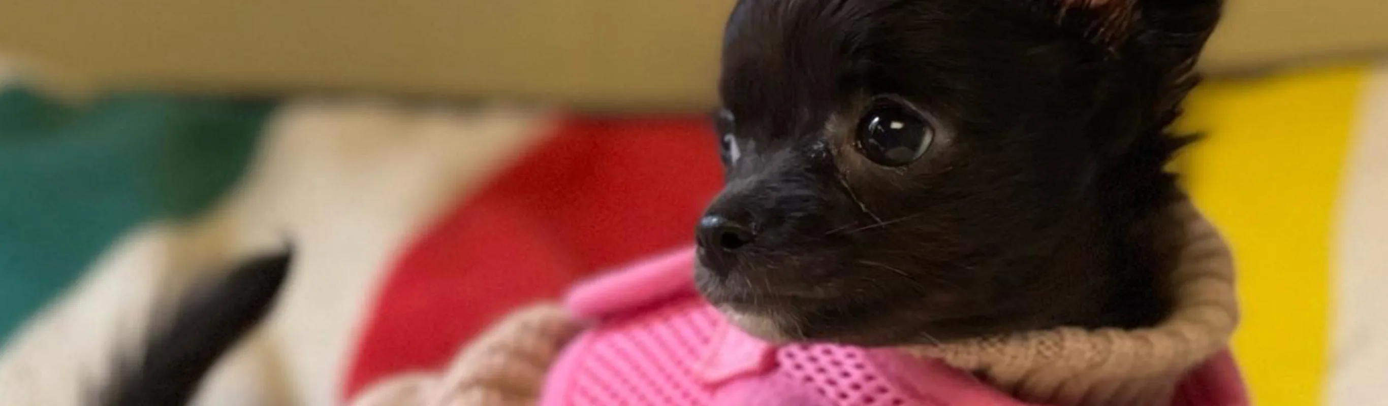 Small black dog in a sweater Small black dog in a sweater