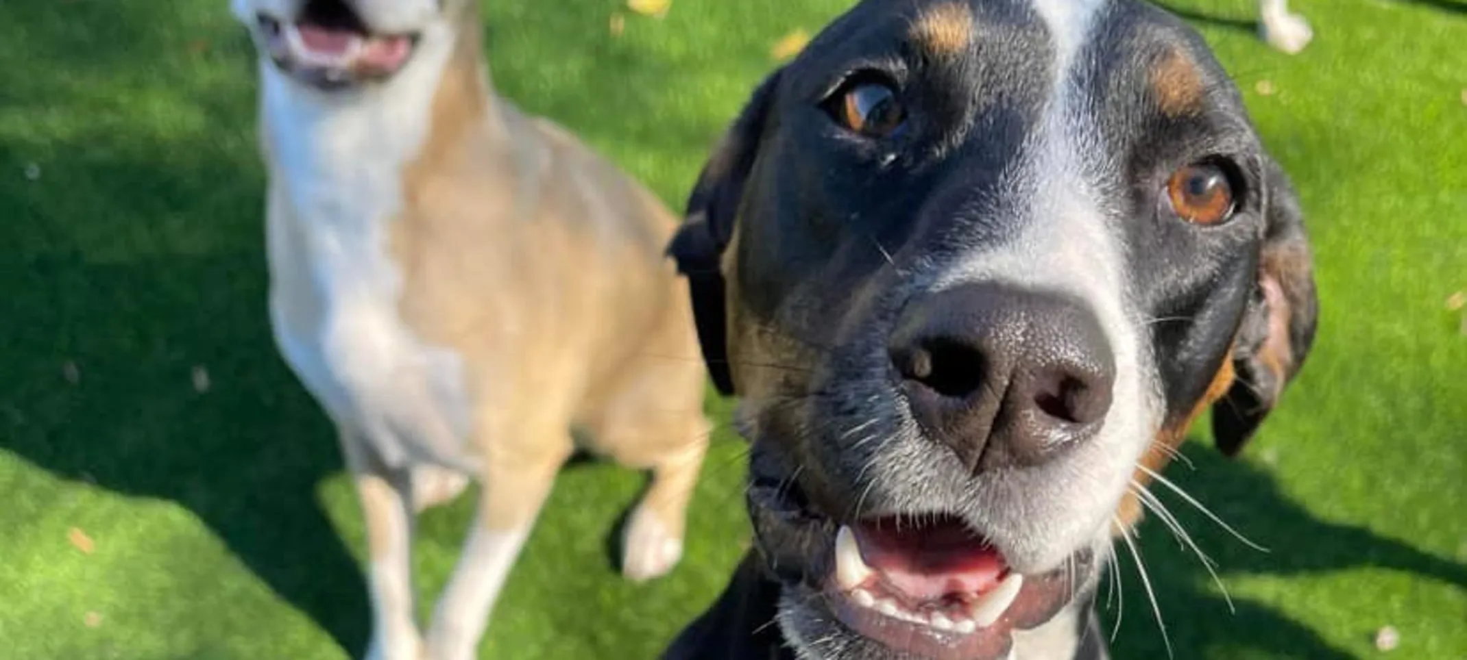 Two dogs looking at you. Two dogs looking at you.