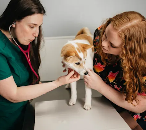 Two staff members checking an orange and white dog on a table Two staff members checking an orange and white dog on a table