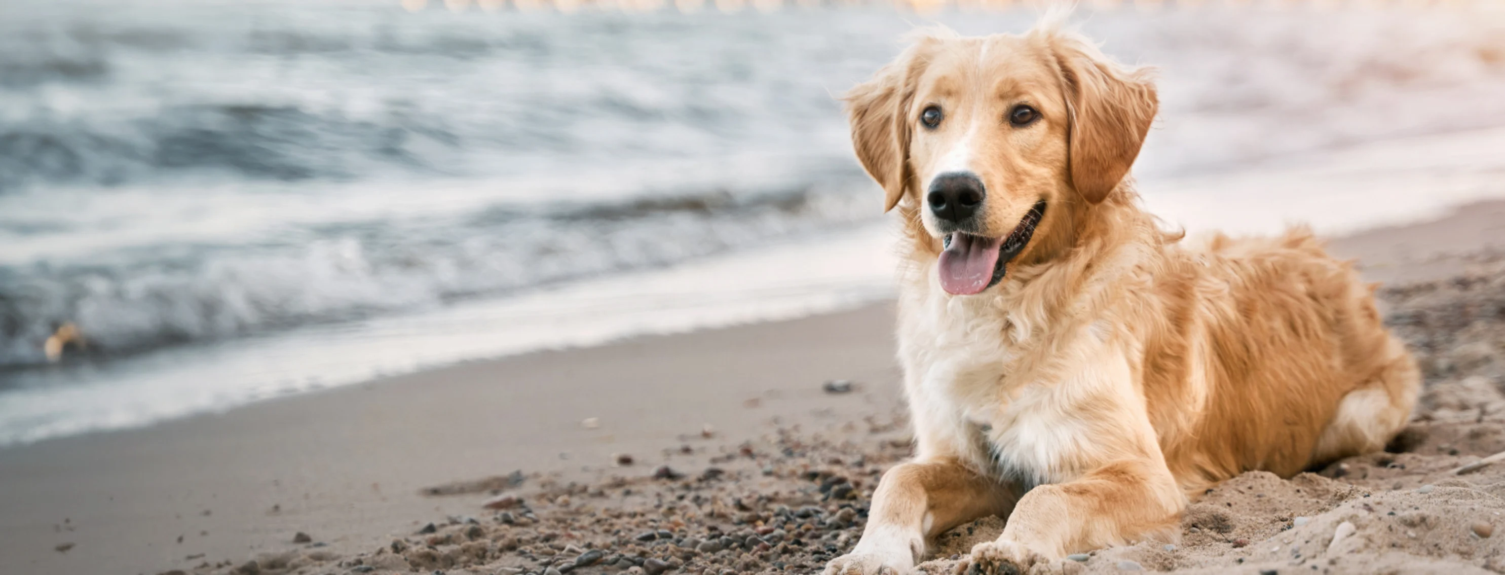 Golden Retriever Laying at the Beach Golden Retriever Laying at the Beach