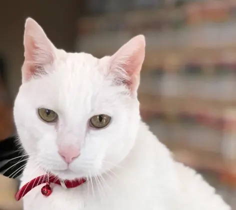 Cat sitting on a table