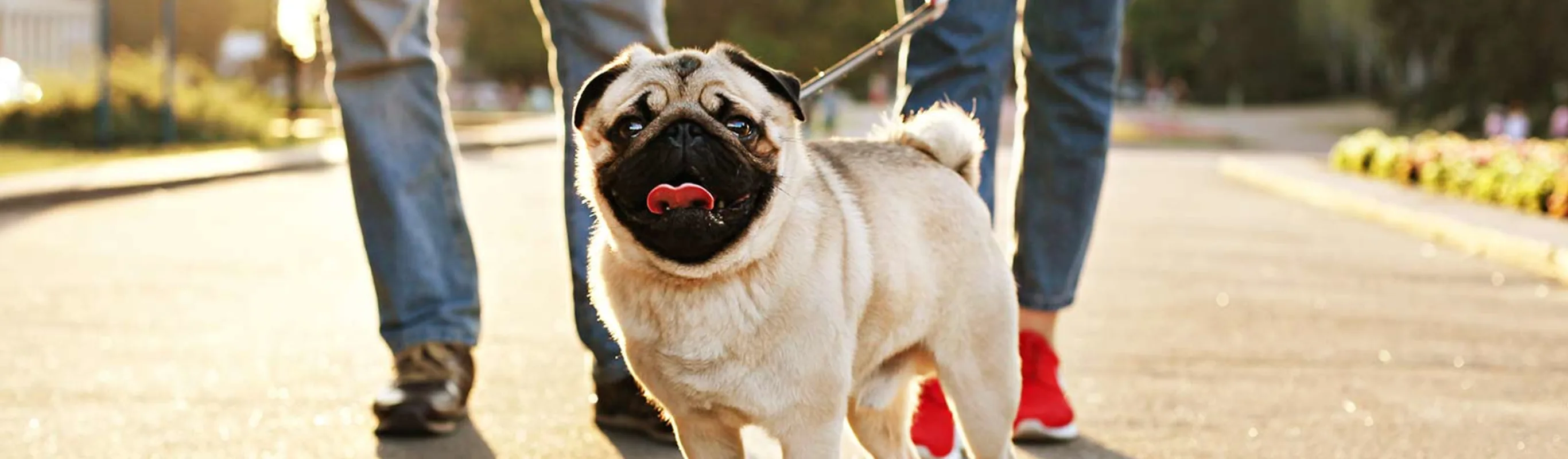 pug being walked by owners