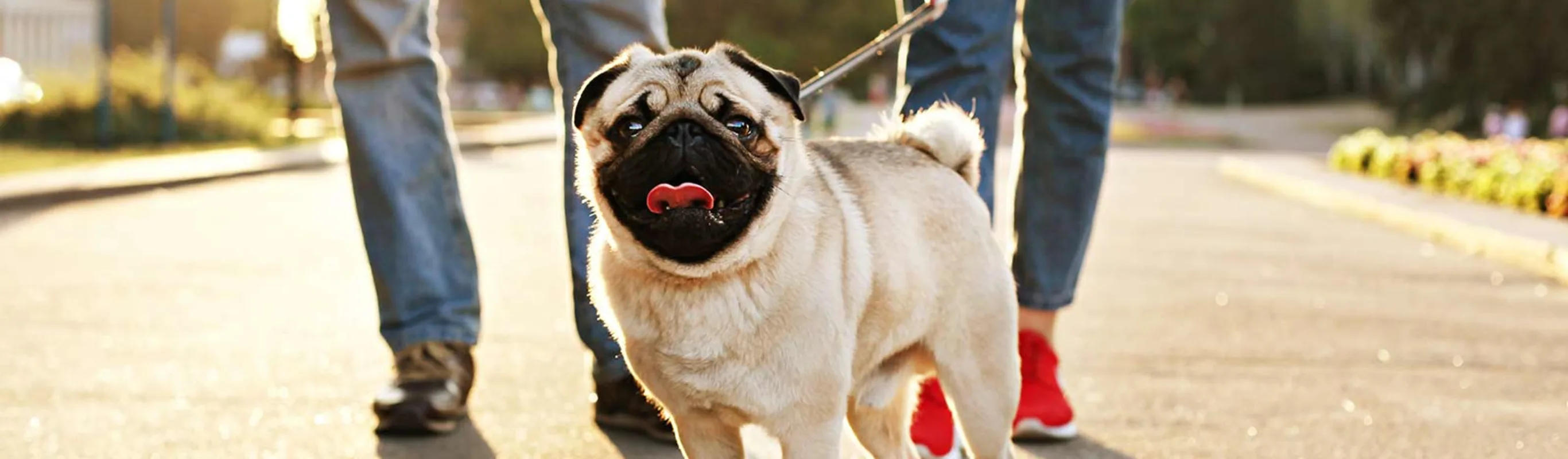 pug being walked by owners pug being walked by owners