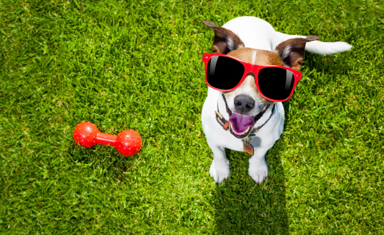 Small dog sitting on grass wearing red sunglasses next to a red chew tory