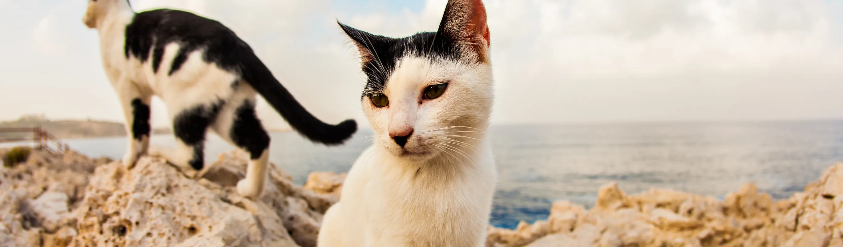 cats on rocks cats on rocks