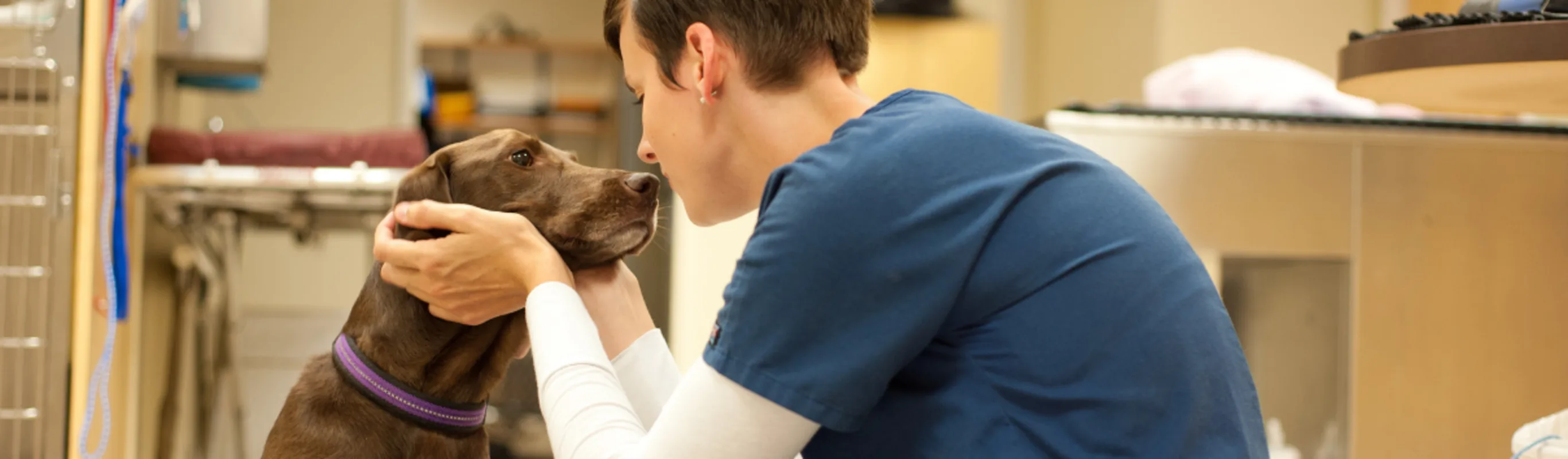 A doctor looking after a brown labrador. A doctor looking after a brown labrador.