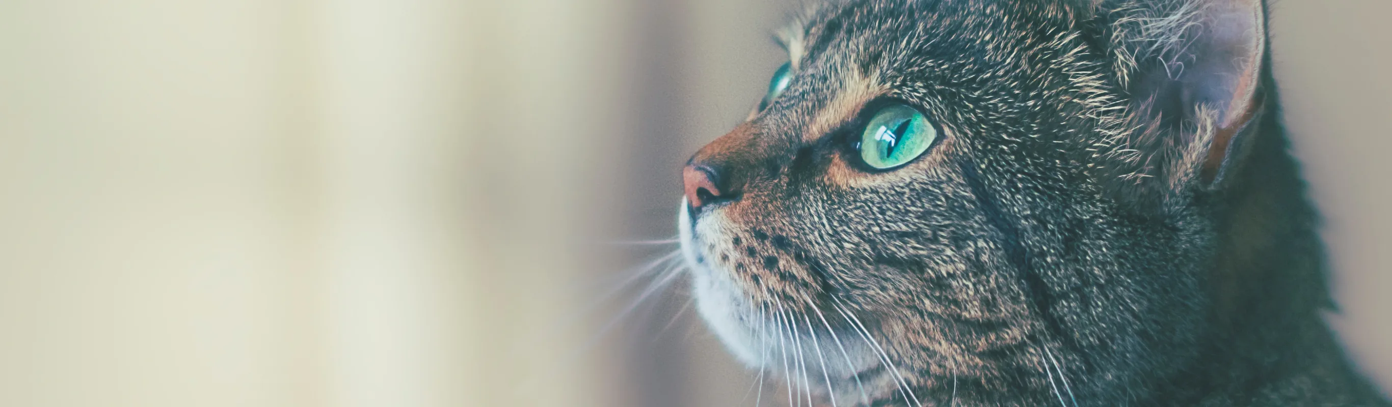 Cat with blue eyes staring Cat with blue eyes staring