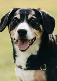 Black, white, and tan dog with tongue out