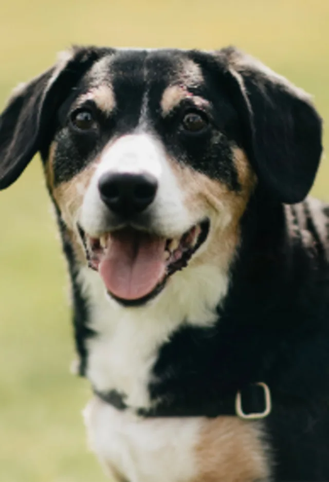 Black, white, and tan dog with tongue out