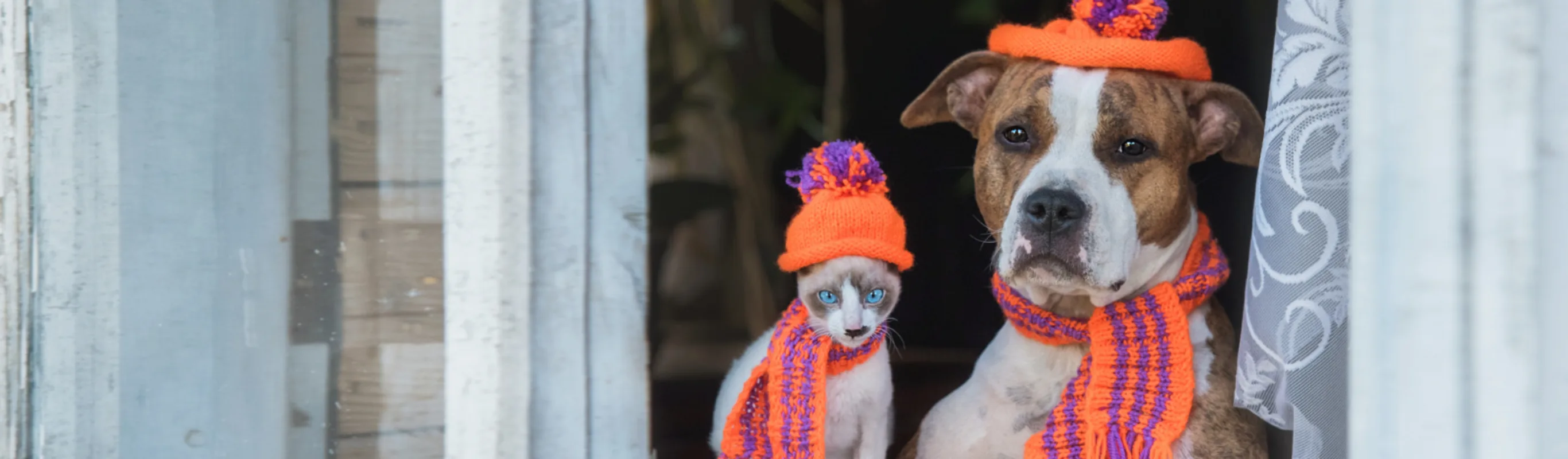 Cat and dog wearing colorful scarves and beanies Cat and dog wearing colorful scarves and beanies