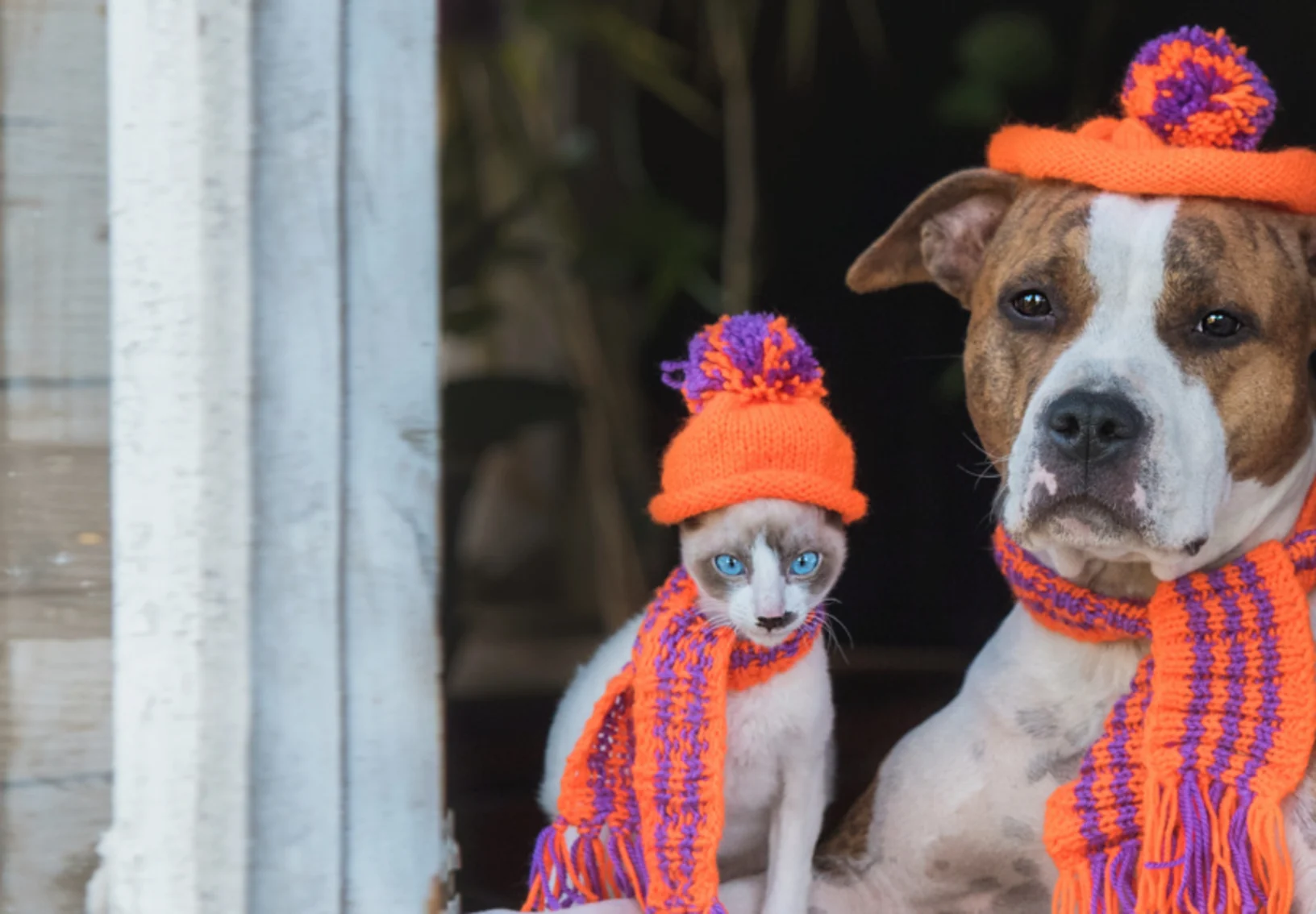 Cat and dog wearing colorful scarves and beanies Cat and dog wearing colorful scarves and beanies