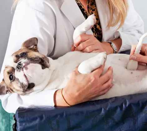 Diagnostic Ultrasound at Abbotsford Animal Hospital