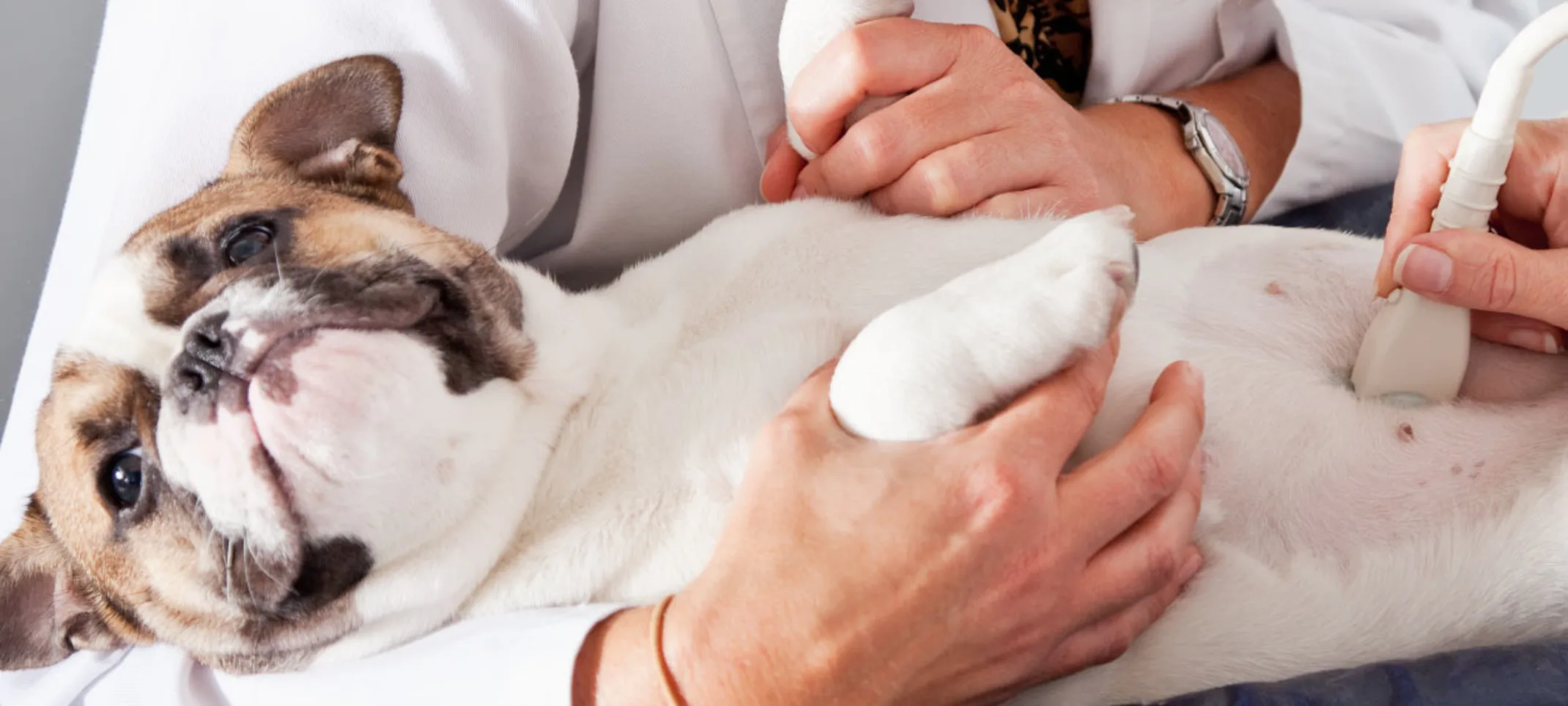 Diagnostic Ultrasound at Abbotsford Animal Hospital