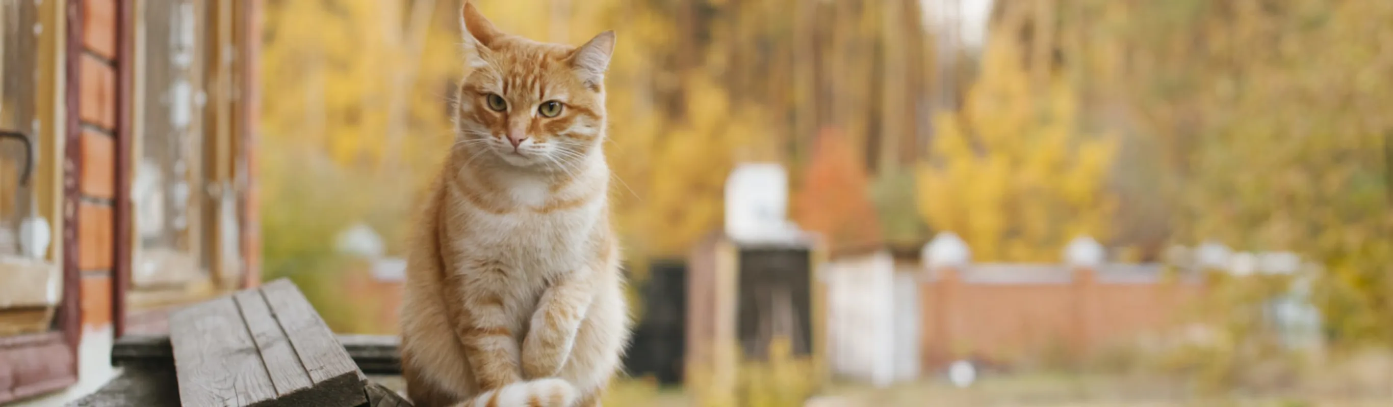 cat sitting on a bench