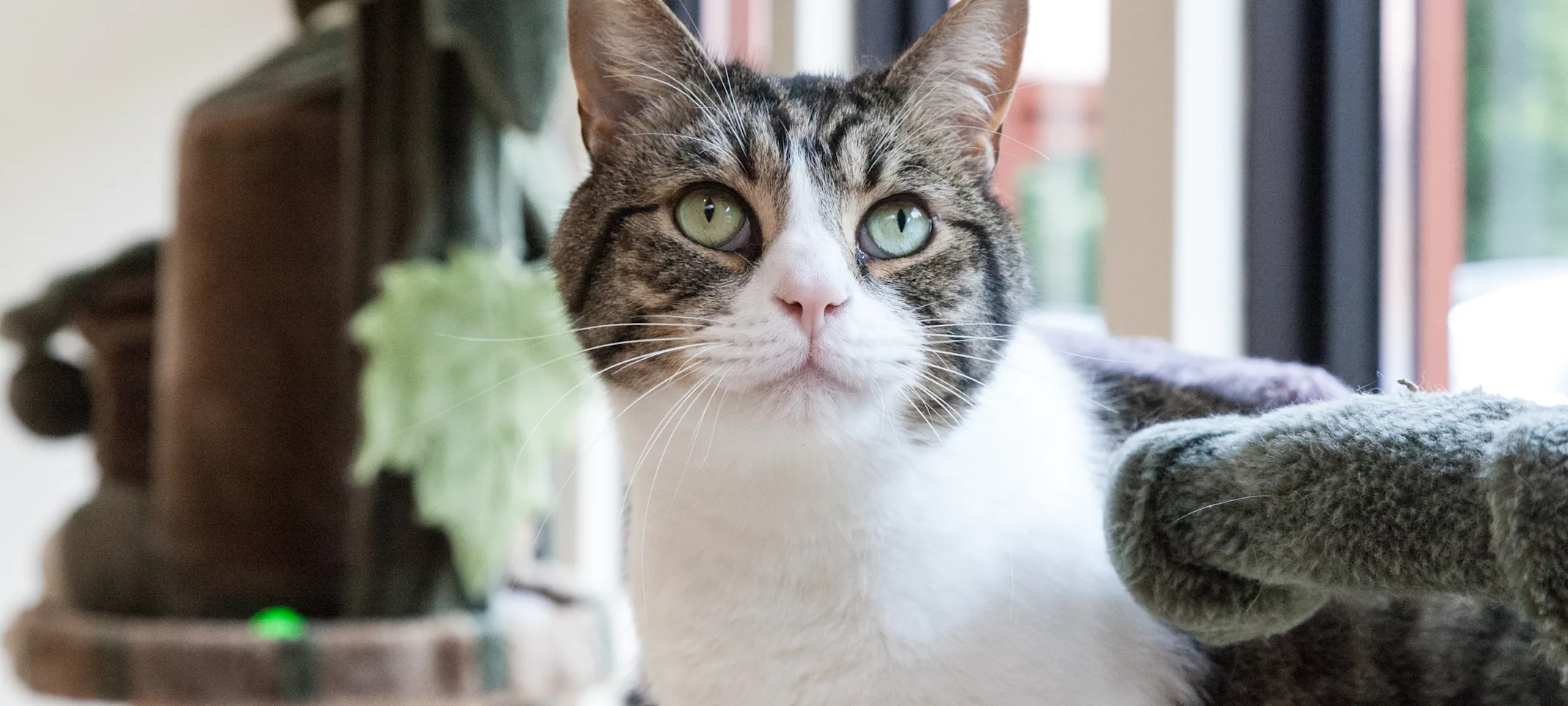 cat staring with green eyes