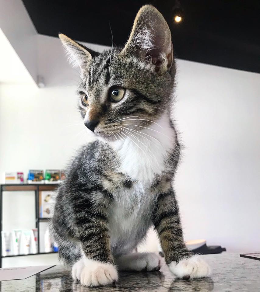 Gray Cat on a Table at The Animalife Veterinary Center at Eagle Creek 1271