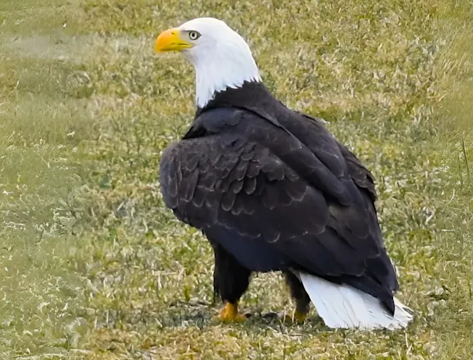 Animal Care Hospitals of Williams Lake & Quesnel help Canadian bald eagle fly again Animal Care Hospitals of Williams Lake & Quesnel help Canadian bald eagle fly again