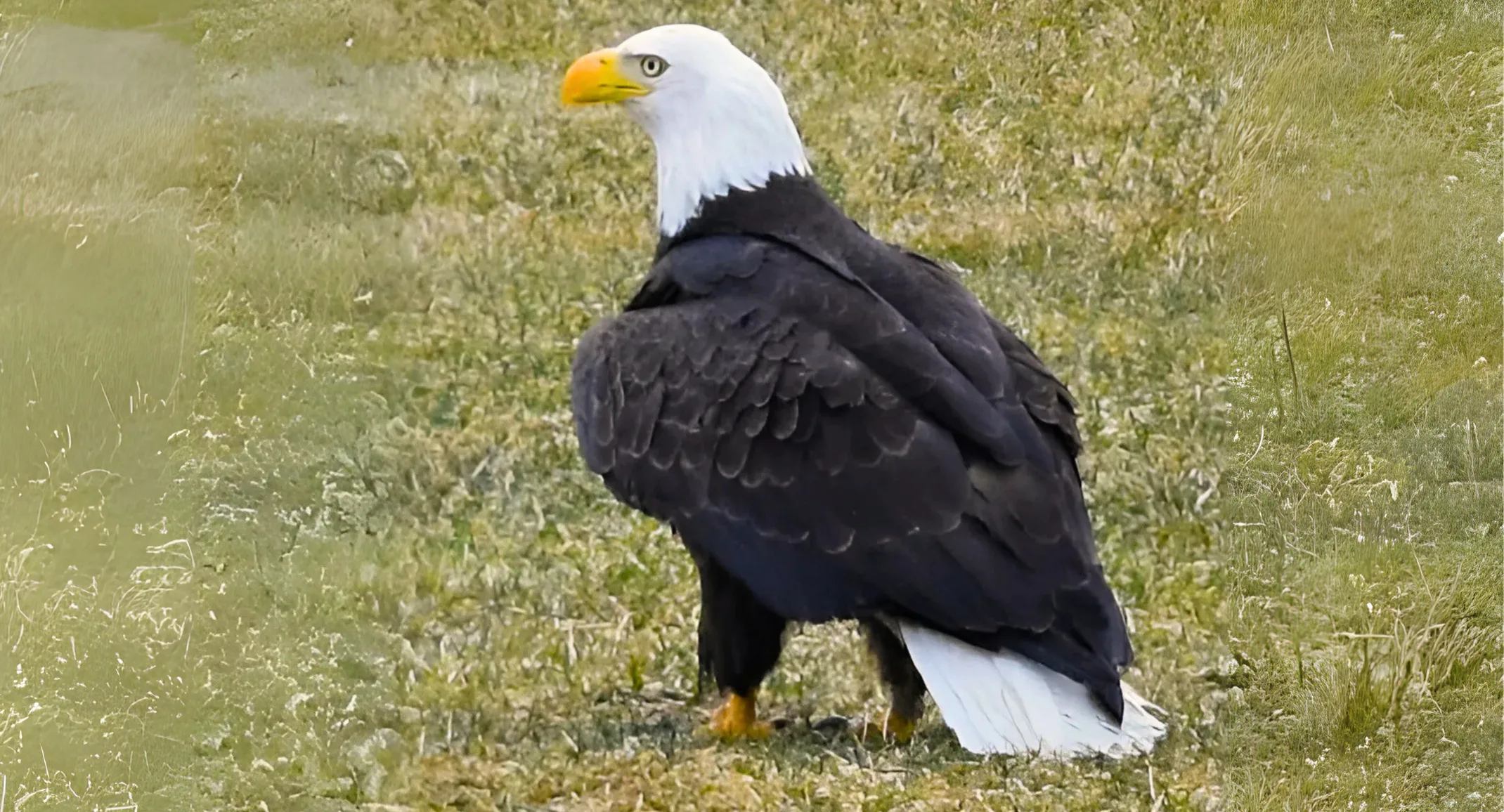 Animal Care Hospitals of Williams Lake & Quesnel help Canadian bald eagle fly again Animal Care Hospitals of Williams Lake & Quesnel help Canadian bald eagle fly again