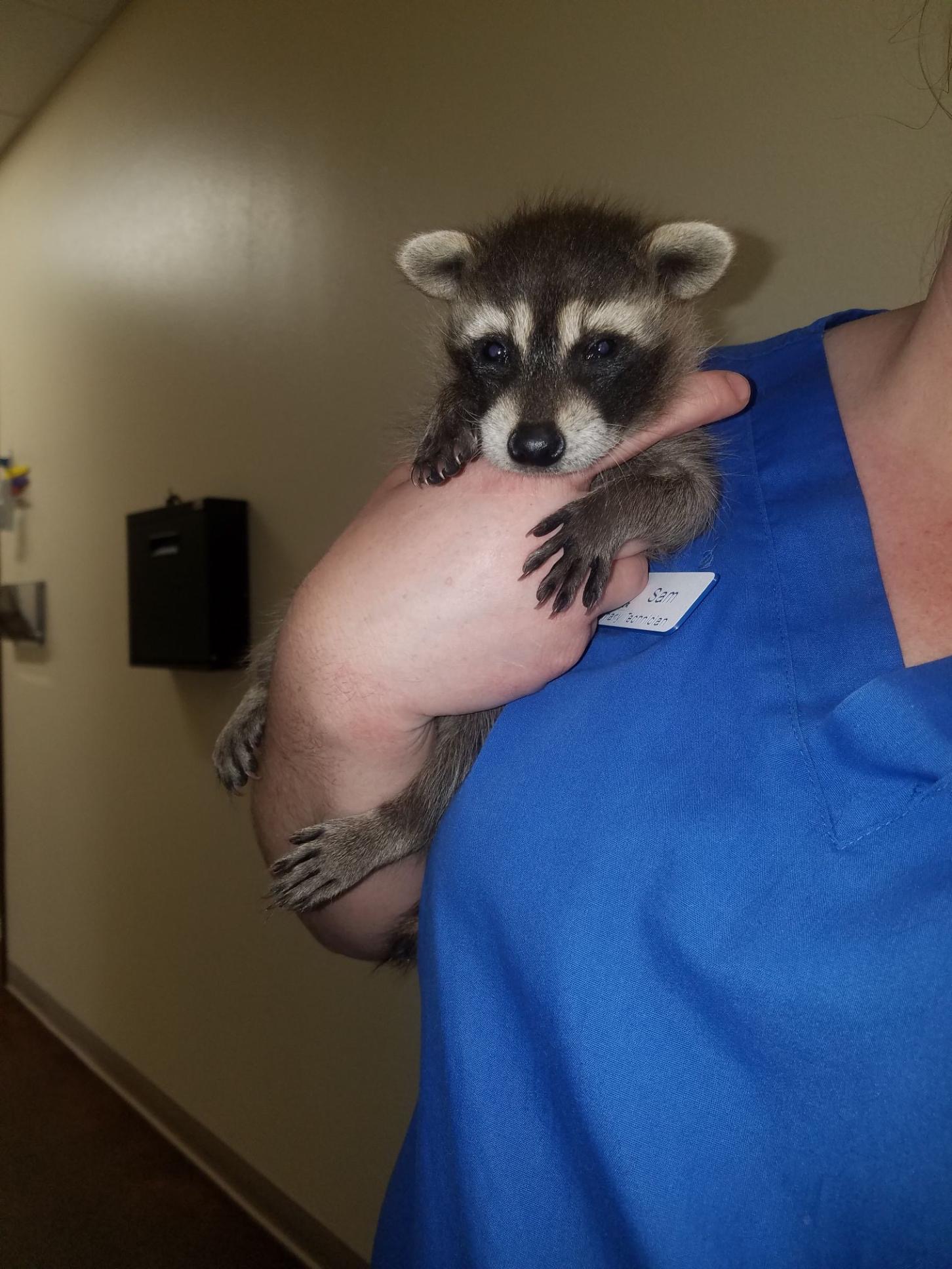 Baby racoon 2