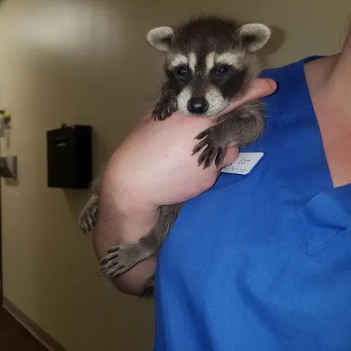 Baby racoon 2