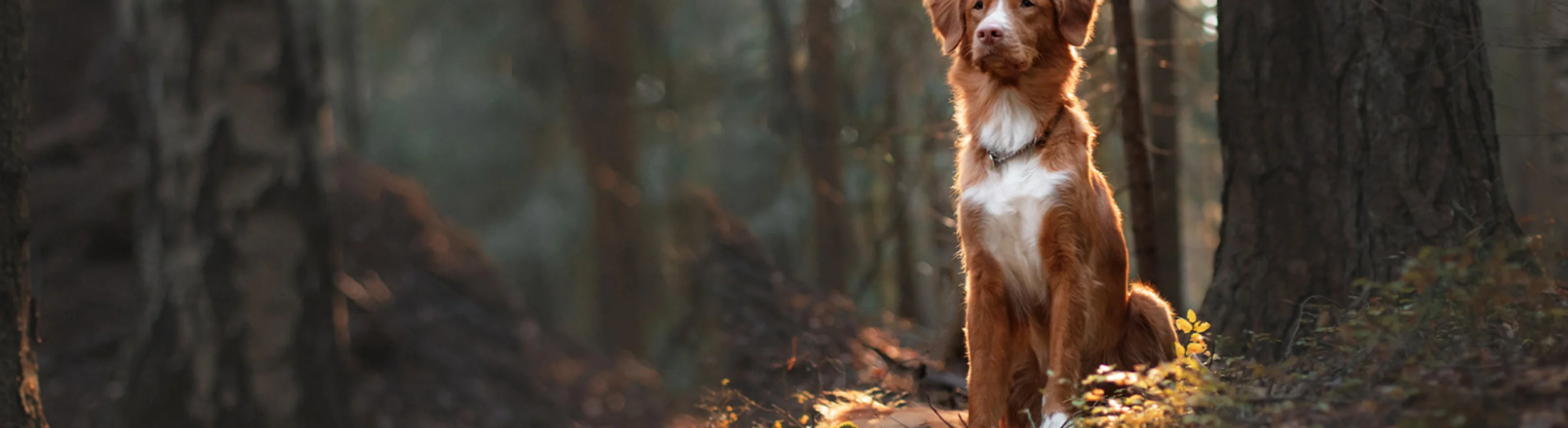 Brown Dog Sitting in the Forest