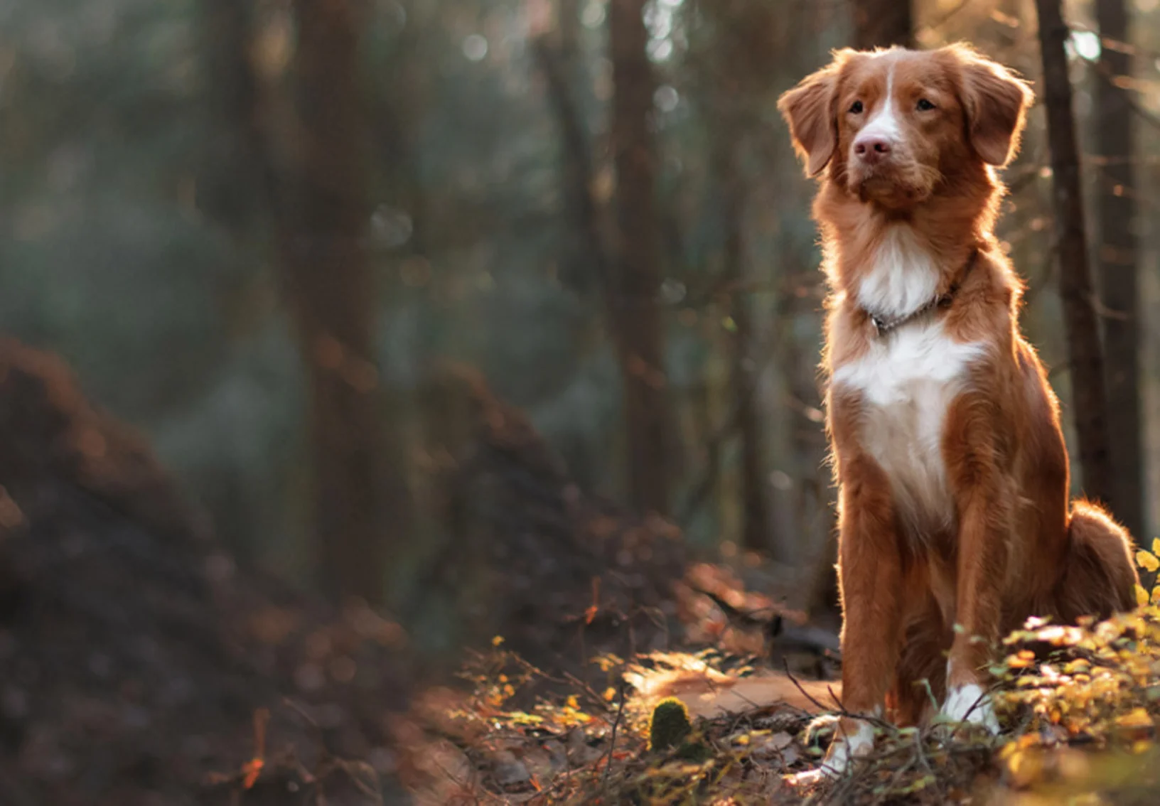 Brown Dog Sitting in the Forest