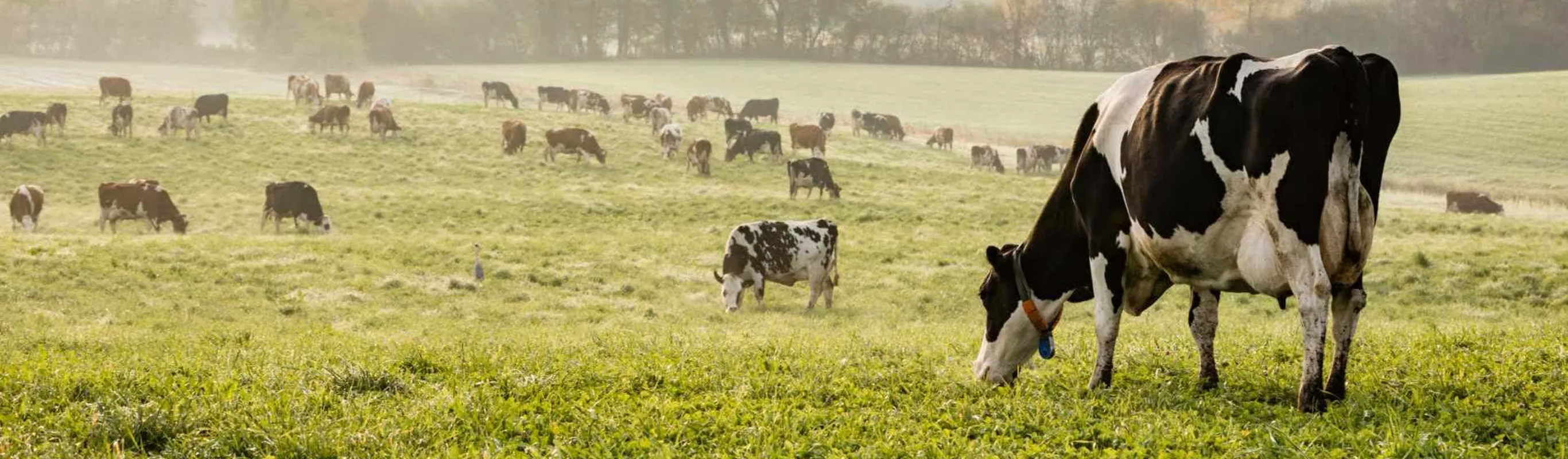 Cows grazing in a field Cows grazing in a field