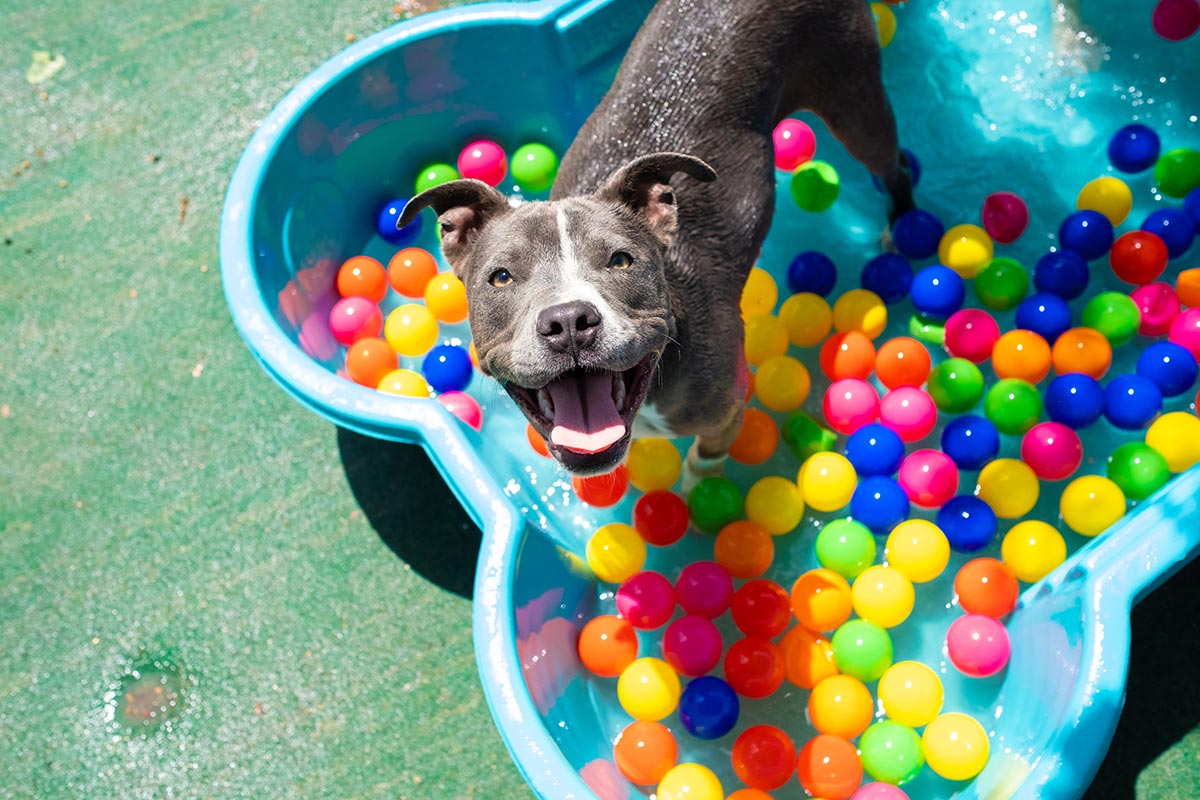 Happy pitbull playing in pool
