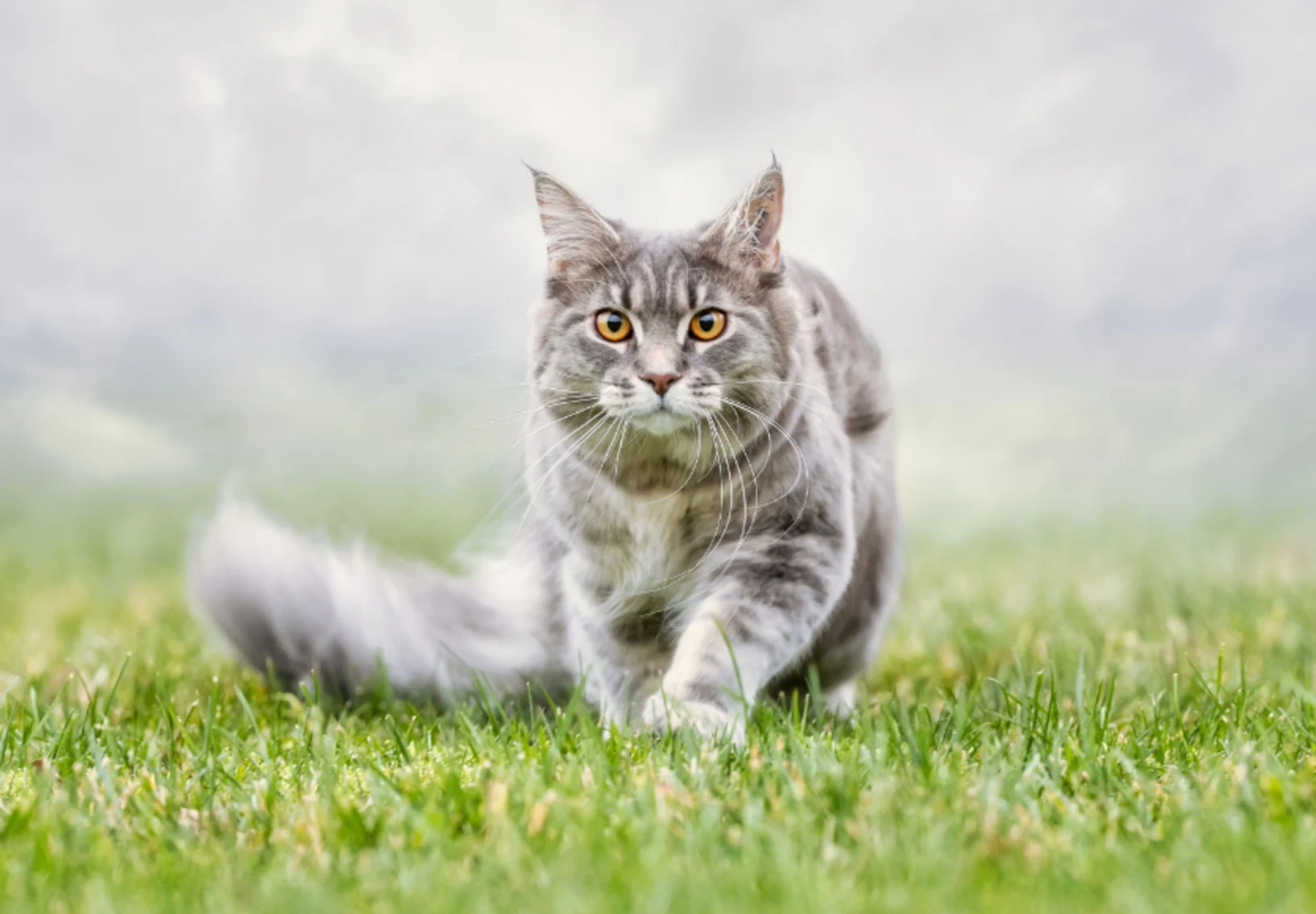 Gray Cat Walking Through Grass & Fog