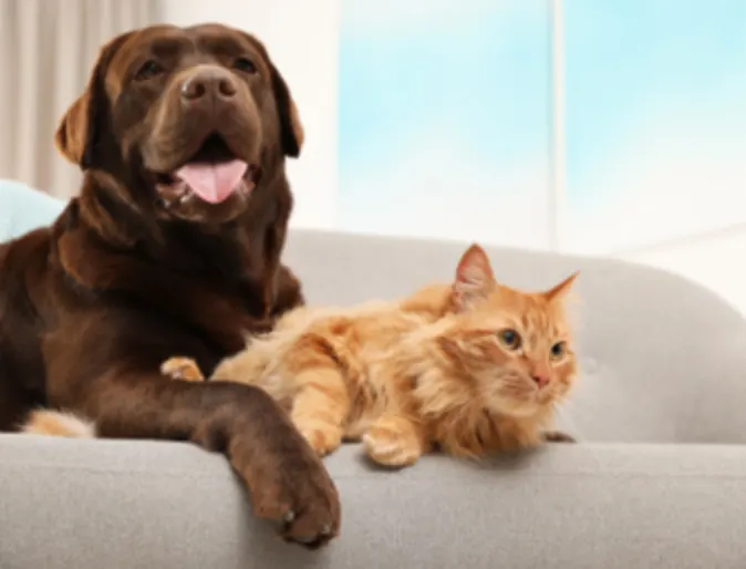 Dog & Cat Cuddling on Couch Dog & Cat Cuddling on Couch