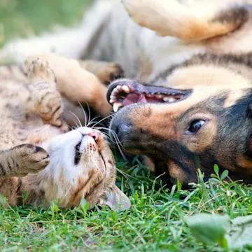 A dog and cat laying on their backs in grass next to each other A dog and cat laying on their backs in grass next to each other