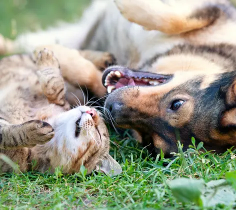 A dog and cat laying on their backs in grass next to each other