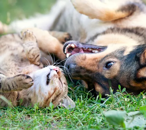 A dog and cat laying on their backs in grass next to each other