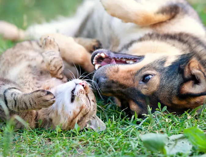 A dog and cat laying on their backs in grass next to each other A dog and cat laying on their backs in grass next to each other