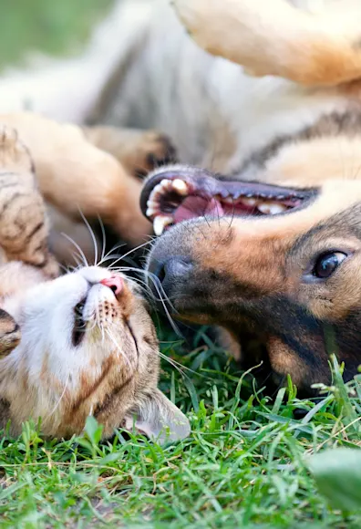 A dog and cat laying on their backs in grass next to each other A dog and cat laying on their backs in grass next to each other